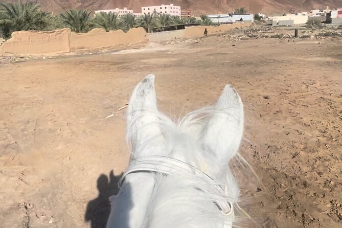 1 Hour Private Horse Riding in Madinah - Meeting the horses and getting ready