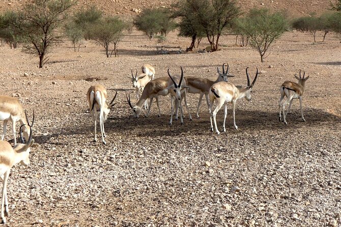 Edge of The World & Deer Reserve Off-road 4x4 Car Tour in Riyadh - Hiking the cliff peaks at the Edge of the World