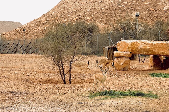 Edge of The World & Deer Reserve Off-road 4x4 Car Tour in Riyadh - The 3:00 pm departure from Thaghr Plaza