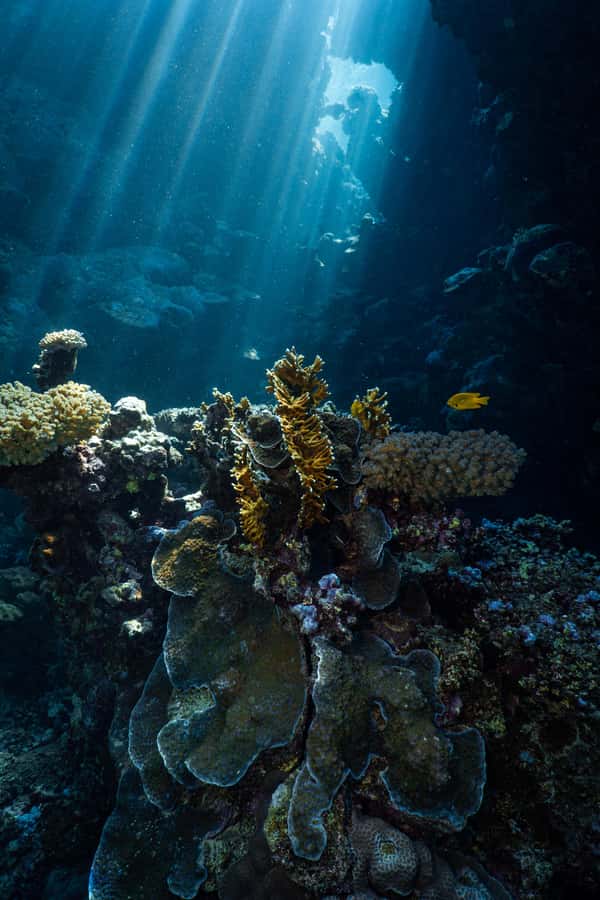 From Jeddah: Boat Trip and Diving for Certified Divers - Reaching Al-Haddad Scuba in Jeddah