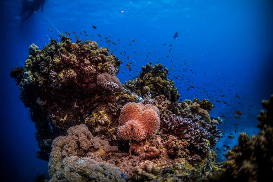 From Jeddah: Boat Trip and Diving for Certified Divers - What Two Guided Sessions Really Include