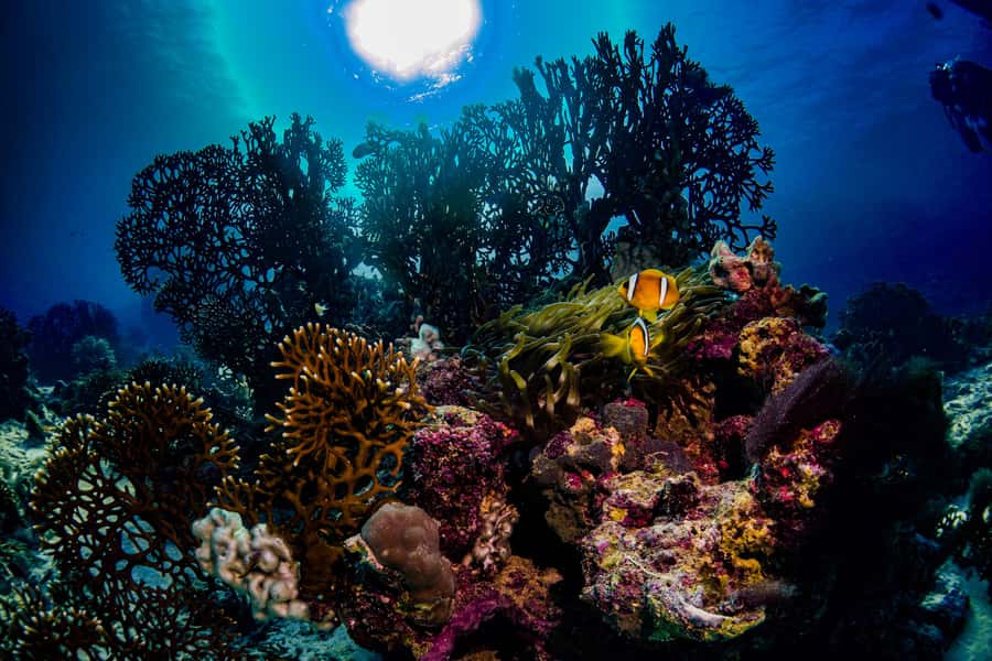 From Jeddah: Boat Trip and Diving for Certified Divers - The Boat Schedule, Step by Step
