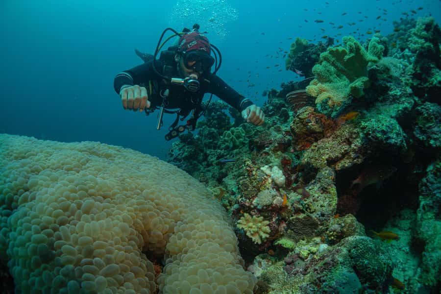 From Jeddah: Boat Trip and Diving for Certified Divers - Who Should Book This Red Sea Outing?