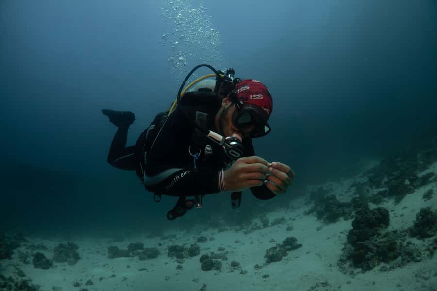 From Jeddah: Boat Trip and Diving for Certified Divers - Should You Book It?