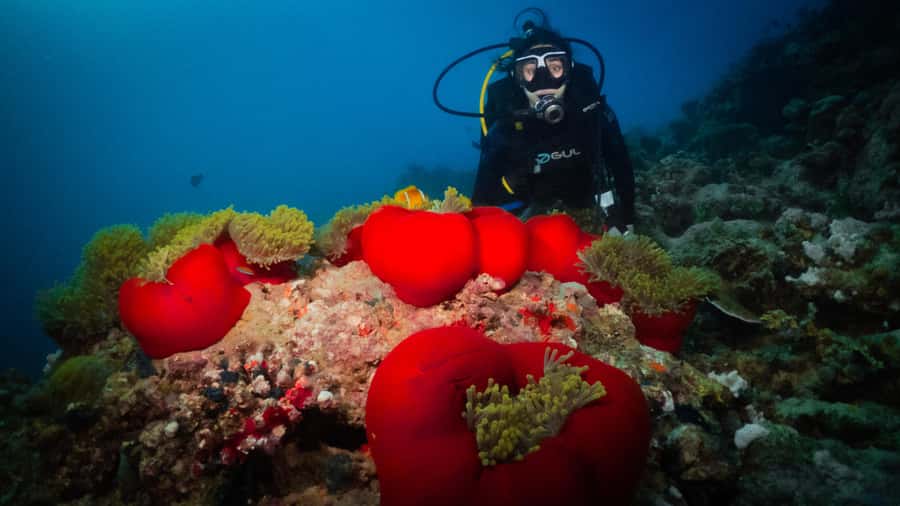 From Jeddah: Boat Trip and Diving for Certified Divers - Anas Reef, Duqais, Chicken Wreck, and Crazy 8