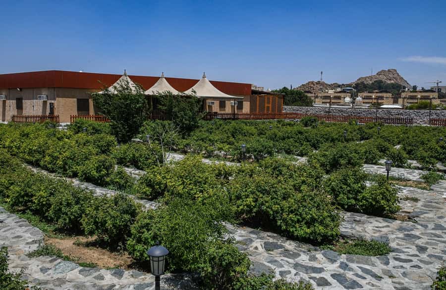 From Jeddah: Taif Exploration Tour with Lunch - Who will enjoy this Taif day most?