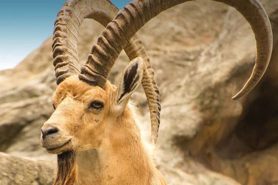 Hegra Tour: AlUla’s No.1 Haven For Nature, Wildlife Lovers - Two hours among rock formations and native plants