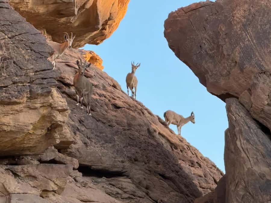 Hegra Tour: AlUla’s No.1 Haven For Nature, Wildlife Lovers - Who should book this Hegra experience?
