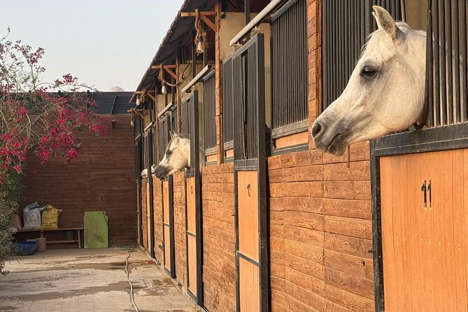 Horse Riding Experience in Riyadh | Tanomah | Jeddah | Al Ula - Safety, Equipment, and Comfort