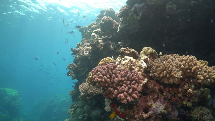 Jeddah: Bayada Leisure Boat Trip with Snorkeling - Second stop: Bayadah Island’s sandy shallows
