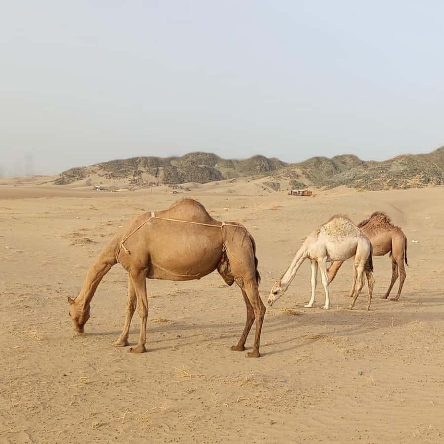 Jeddah Desert Safari: Quad Biking, Camel Farm & Sunset Views - The guides make the difference