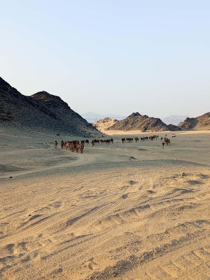 Jeddah Desert Safari: Quad Biking, Camel Farm & Sunset Views - Who will enjoy this safari most?