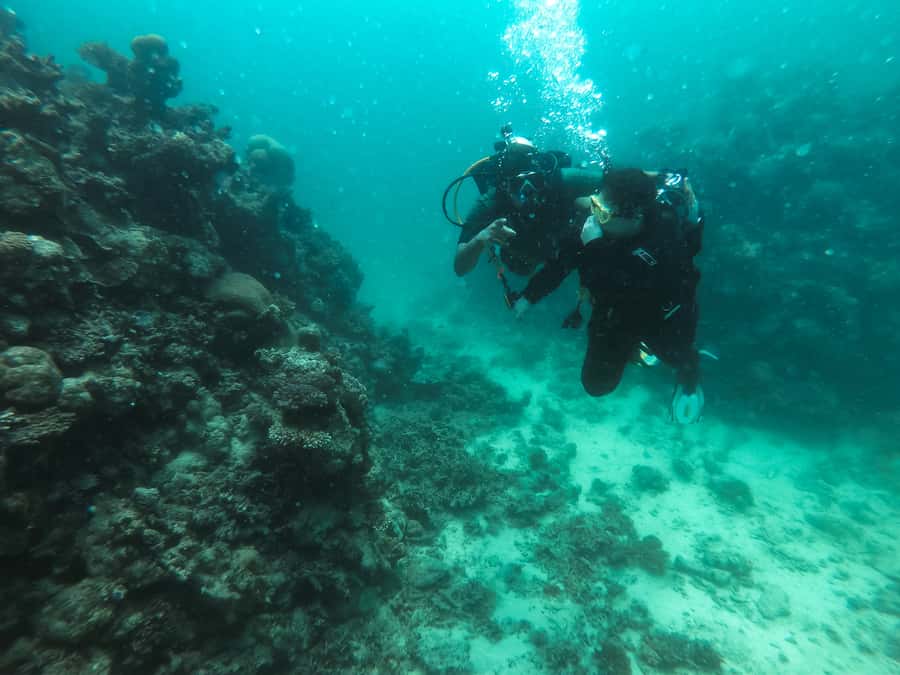Jeddah: Red sea shore diving (Discovery) - Starting at Bhadur Resort