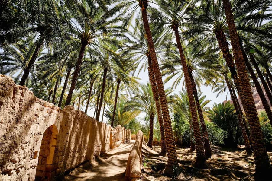 Oasis Adventure in Alula - Key points to know before you book