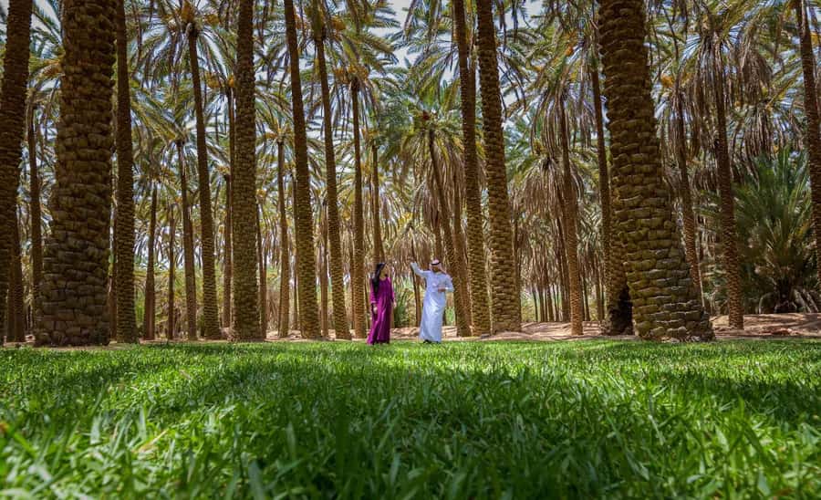Oasis Adventure in Alula - Starting at Heart of the Oasis