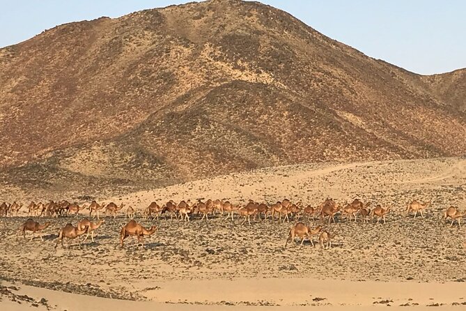 Private Morning Desert Safari with Quad Bike Tours Jeddah - Costume photos and the promised refreshments