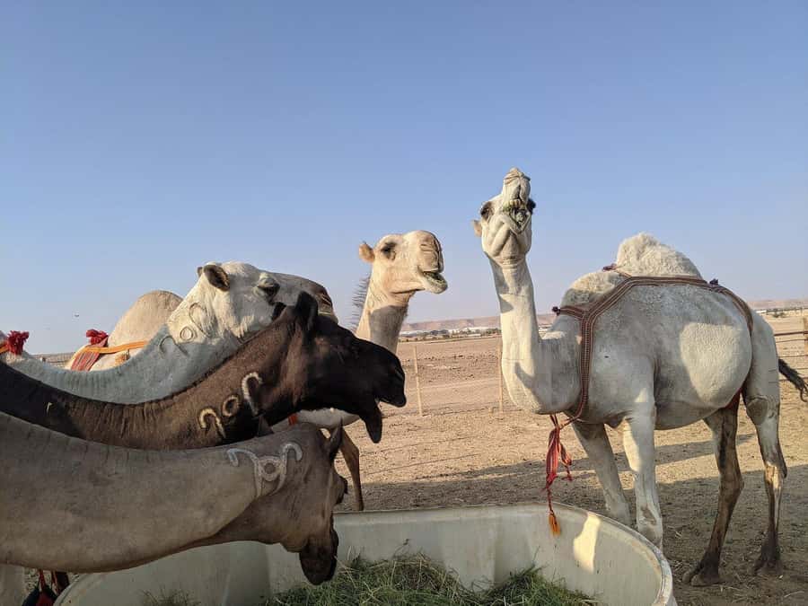Riyadh: Edge of the World Private Guided Tour with dinner - From Riyadh to the Najd plateau