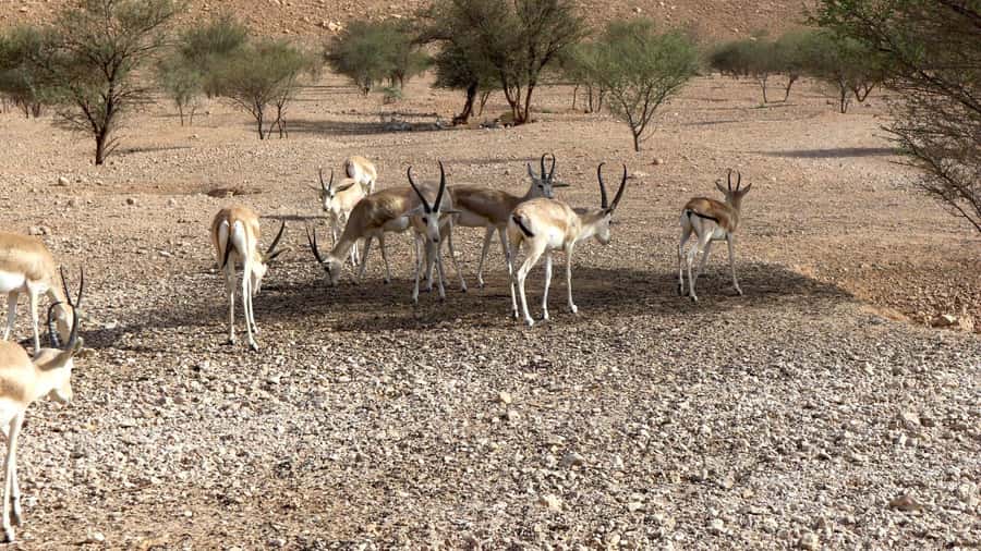 Riyadh Sunset Edge of the World & Deer Reserve 4WD Adventure - The long road out of Riyadh