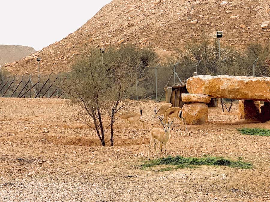 Riyadh Sunset Edge of the World & Deer Reserve 4WD Adventure - The 4x4 comfort question