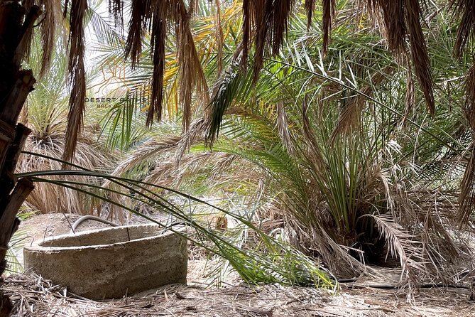 Walk In Moses' Footsteps - Tour between Tabuk and The Red Sea - Madyan, Jethro’s tombs, and Moses at the well
